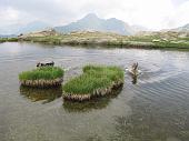 Dalle Baite di Mezzeno giro ad anello a Cima Giovanni Paolo II, ai Laghi Gemelli e ai Laghetti della Paura e di Val Vegia - 11 luglio 2010 - FOTOGALLERY